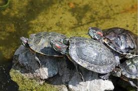 Красноухие черепахи представляют угрозу водоемам Эстонии (фото ...